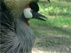 Guarda il video
